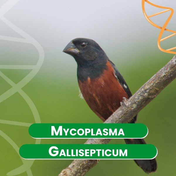 mycoplasma-gallisepticum-
