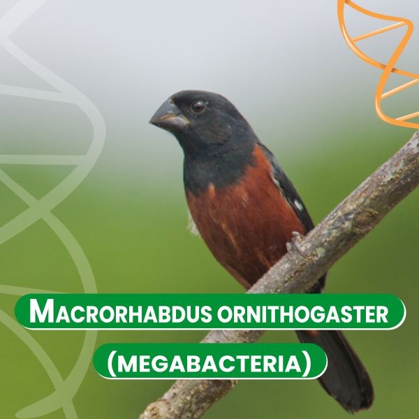 macrorhabdus-ornithogaster-megabacteria