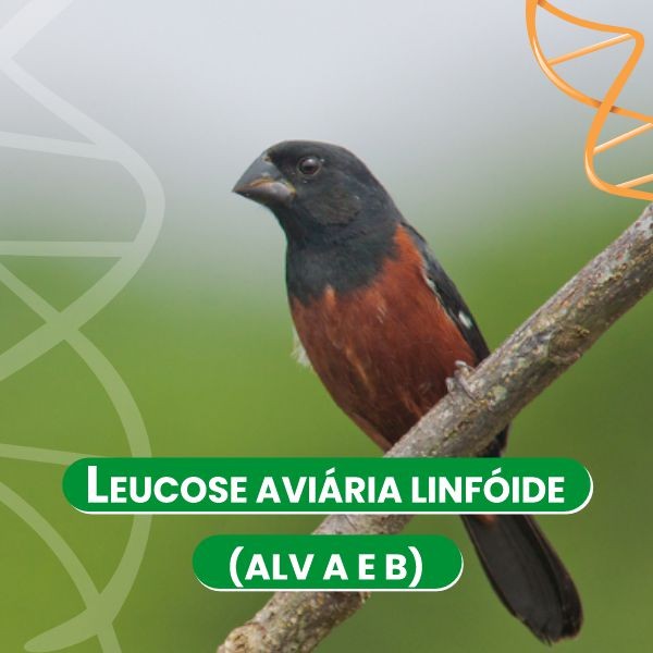 leucose-aviaria-linfoide-alv-a-e-b-