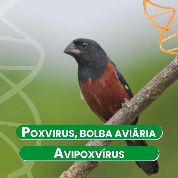 poxvirus-bolba-aviaria-avipoxvirus-