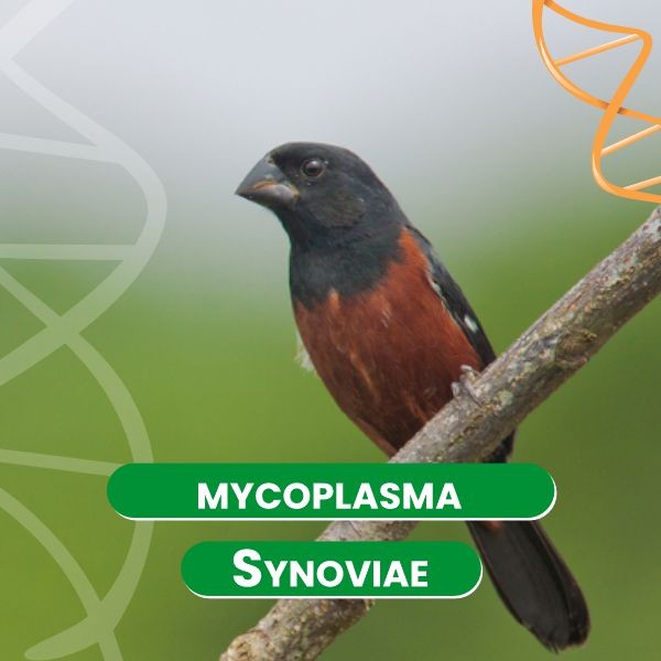 mycoplasma-synoviae-
