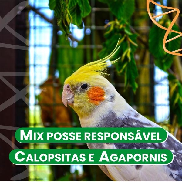 mix-posse-responsavel-calopsitaagapornis