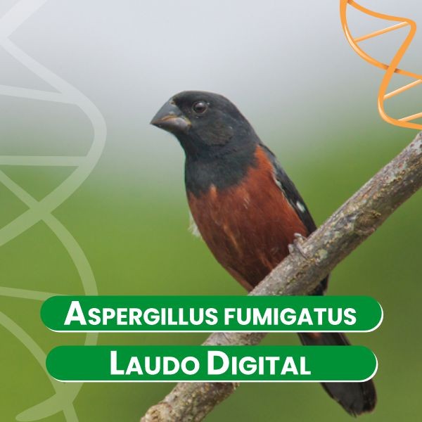 aspergillus-fumigatus-