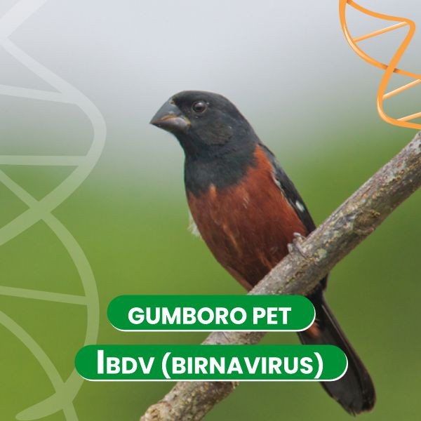 gumboro-pet---ibdv-birnavirus-