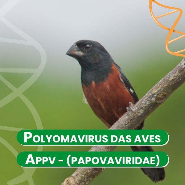 polyomavirus-das-aves---appv---papovaviridae-