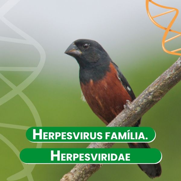 herpesvirus-familia-herpesviridae-