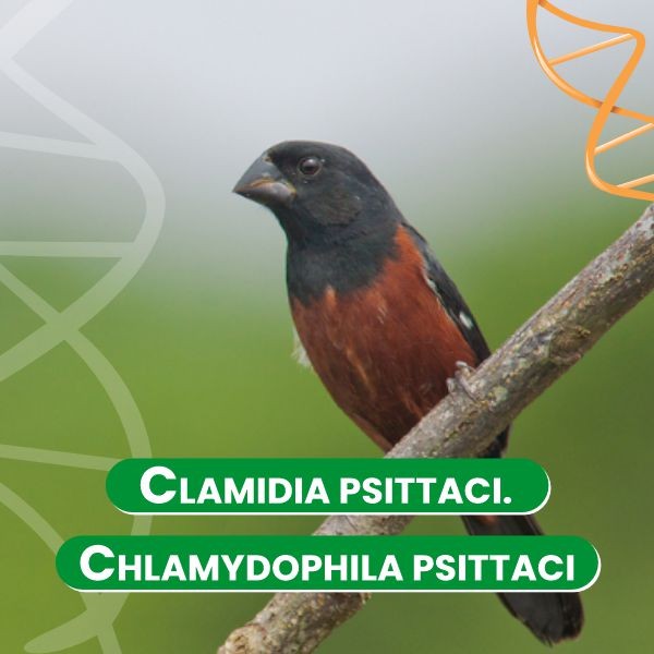 clamidia-psittaci-chlamydophila-psittaci-