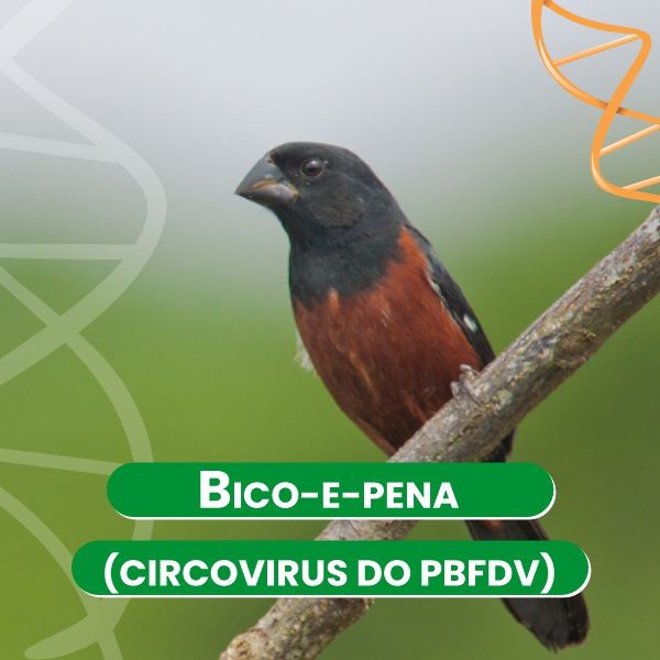 bico-e-pena-circovirus-do-pbfdv-