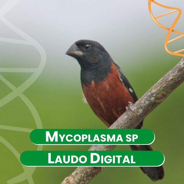 mycoplasma-sp-