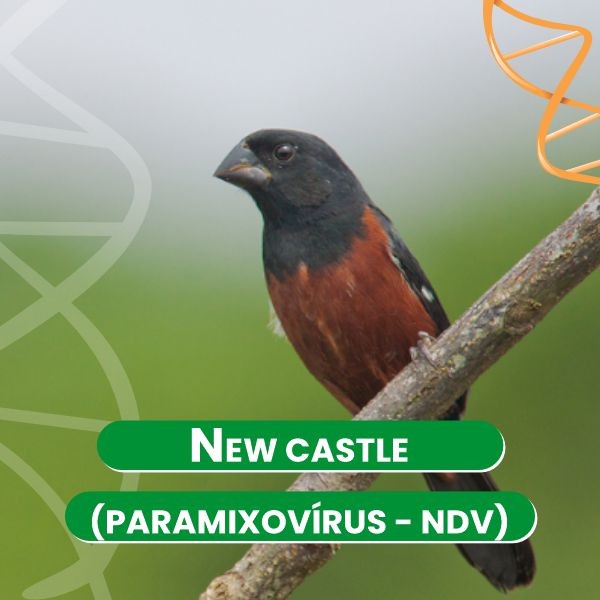 new-castle-paramixovirus---ndv-